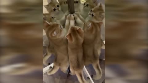 Too cute kitten plyaing with mirror