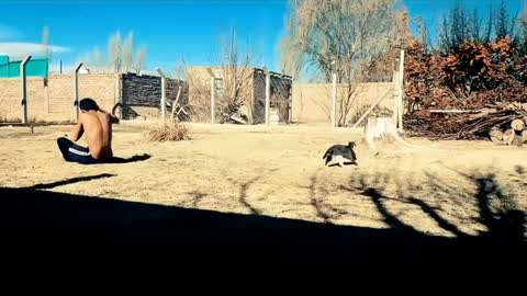 Cat Causes Head Clash Joining in on Backflip Trick