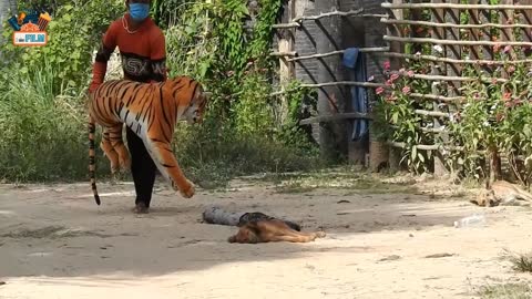 Stuffed tigers tease dogs
