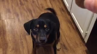 Black dog in kitchen howls then receives a treat from his owner