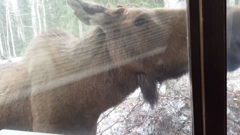 Moose in the Window