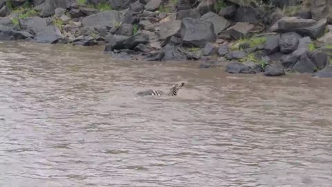 Great_Migration_River_Crossing_Masai_Mara