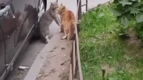 local battle of the cats