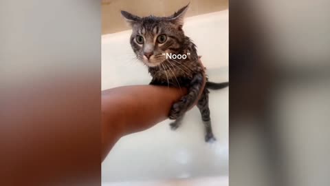 Cat funny video will make you laugh 😂🤣