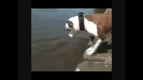 Hillarious Dog Falls In Water