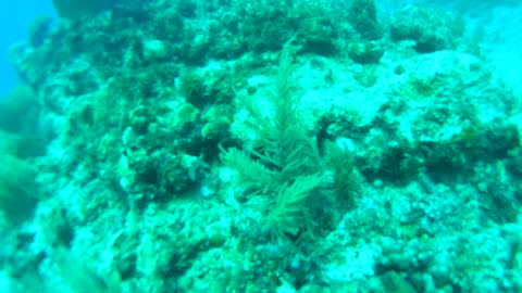 Cancun Mexico Carribean Scuba Diving Part 3