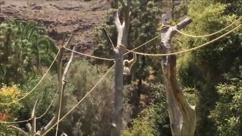 Cute Gibbons Playing & Climbing