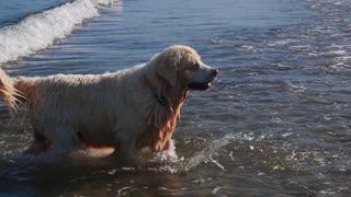 willow at beach