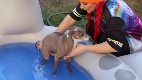 Throwing My Dogs A Pool Party : Funniest tricks to teach dogs how to swim