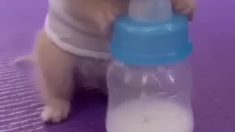 Cute Baby Animal