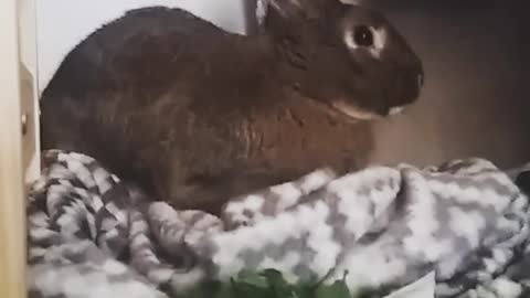 Black bunny on top of blanket smelling lettuce