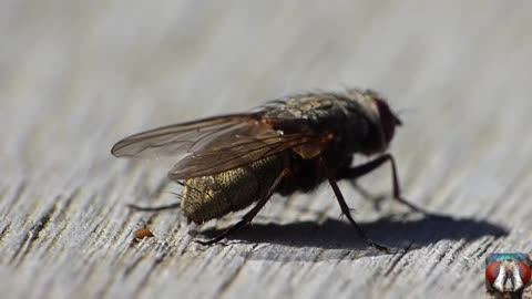 Capture The Moment Of Pooping Small Insects - Funny Animal Video