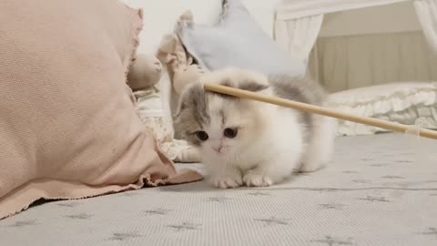 cute kitten videos short leg cat-KimskennelU