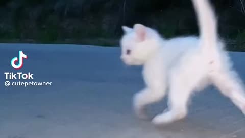 Dancing cats video