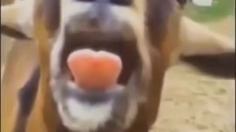 Try not to laugh challenge. Goat funny video