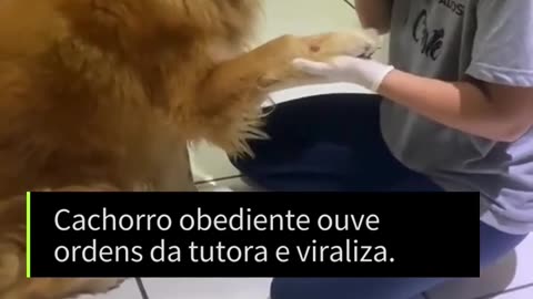 O cachorro mais fofo que você vai ver hoje! #viralshorts #pets