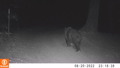 The Big Bear Coming Through Last Night