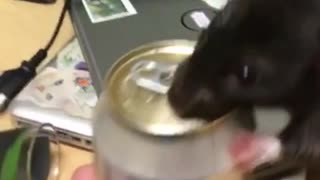 Music black rat on top of beer can trying to drink it