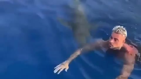 this man swims with sharks