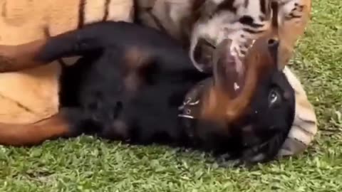 Tigers Friendship with Dogs 😍 | animals video | #animals #tiger #dogs