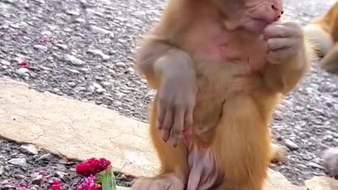 How baby monkey eat fruits ??