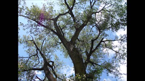 Song of the Cotton Wood Tree Summer 2019 200yrs old