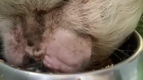 asmr#pig#slurp#animallover