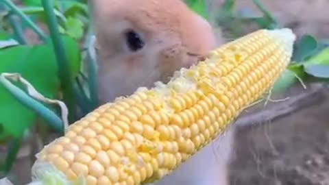 Lunch 🍽️ 🍽️ time 🐰🐰🐰🌽🌽🌽