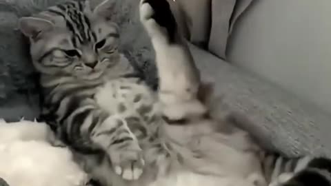 🐱 Αστεία βίντεο με γάτες - χαριτωμένες γάτες