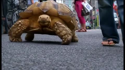 Man Walks a Giant Tortoise