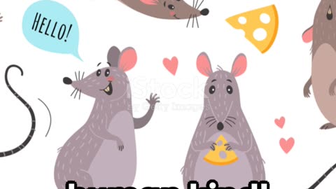 Rat-tastic Fun: A Glimpse into the Whimsical World of Rats