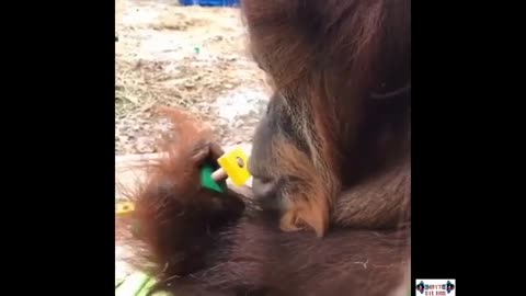 Funny monkey 🙊 videos😅new funny videos