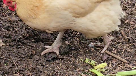 OMC! The competition for worms is real and these hens mean business! #shorts #hens #orpington #worms