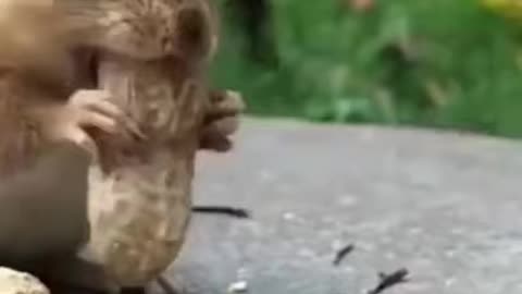 cute Animals the Short Video most of Cutes animals
