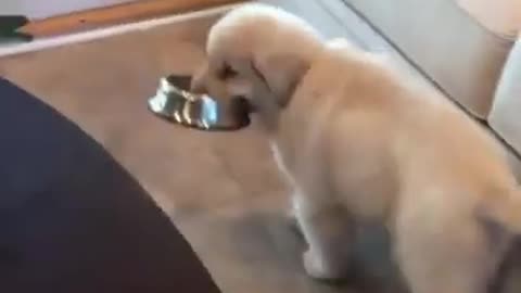 So Cute Puppy | Hungry Boi
