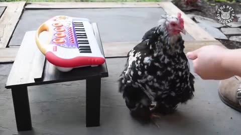 Basic Chickens | Funny Chicken Video Compilation