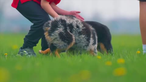 Dogs are playing with his owner