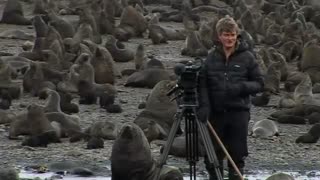 Frozen Planet: Surrounded by Fur Seals