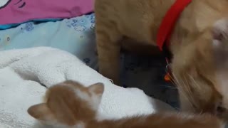 Big Brother Shows Kitten Where the Food Bowl Is