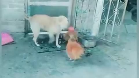 Chicken and dog figting