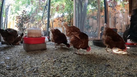 Backyard Chickens Fun Continuous Video Sounds Noises Hens Roosters!
