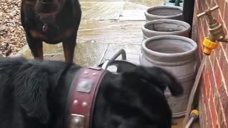 Rottweilers enjoying tap water