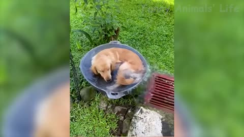 Best Funny Animal Videos 2022