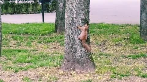 birds chase squirrels on trees #shorts # funny video