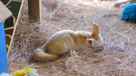 Cute Pets Behaviour