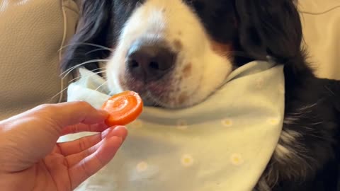 Pup Tastes a Carrot for the First Time