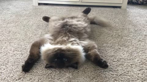 Ragdoll Cat