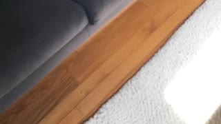 Gray pug hiding under sofa