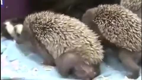 Cute mom Cat feeding hedgehogs Baby