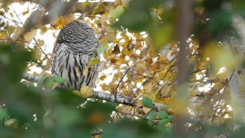 Window on the world of a Barred Owl